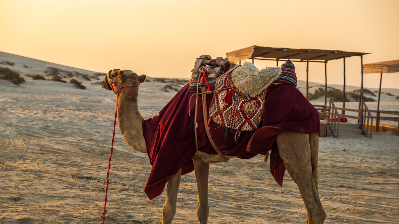 Camel Back Desert Safari & BBQ Qatar